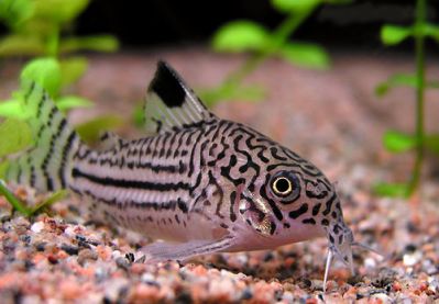 Сомик Леопардовый Corydoras trilineatus