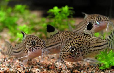 /images/product_images/info_images/fish/somik-leopardovyj-corydoras-trilineatus_1.jpg