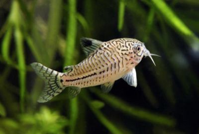 /images/product_images/info_images/fish/somik-leopardovyj-corydoras-trilineatus_4.jpg