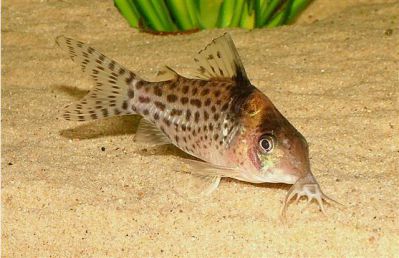 /images/product_images/info_images/fish/somik-melanistius---corydoras-melanistius_2.jpg