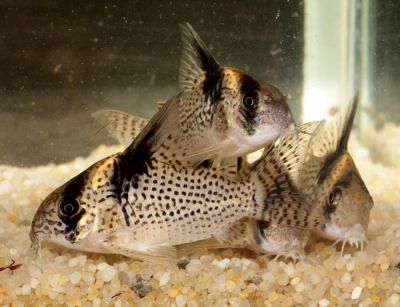 /images/product_images/info_images/fish/somik-melanistius---corydoras-melanistius_3.jpg