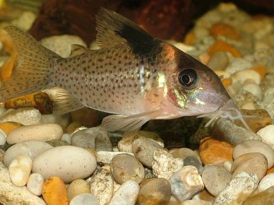 /images/product_images/info_images/fish/somik-melanistius---corydoras-melanistius_4.jpg