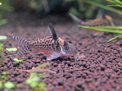 /images/product_images/info_images/fish/somik-melanistius---corydoras-melanistius_6.jpg