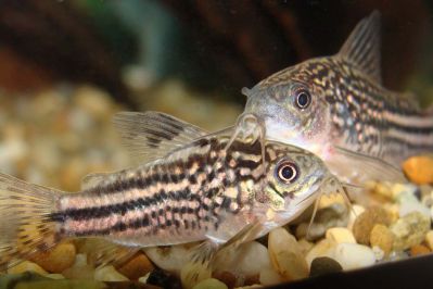 /images/product_images/info_images/fish/somik-nanus-corydoras-nanus_1.jpg