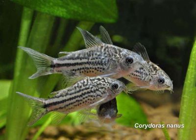 /images/product_images/info_images/fish/somik-nanus-corydoras-nanus_2.jpg