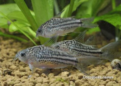 /images/product_images/info_images/fish/somik-nanus-corydoras-nanus_3.jpg