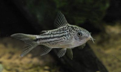 /images/product_images/info_images/fish/somik-nanus-corydoras-nanus_4.jpg