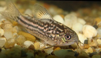 /images/product_images/info_images/fish/somik-nanus-corydoras-nanus_5.jpg