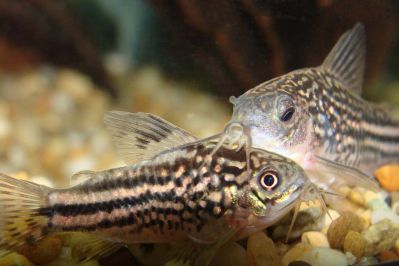 /images/product_images/info_images/fish/somik-nanus-corydoras-nanus_6.jpg