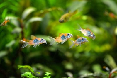 /images/product_images/info_images/fish/somik-oranzh-venesujela---corydoras-venezuelanus-orange_1.jpg