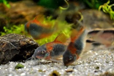 /images/product_images/info_images/fish/somik-oranzh-venesujela---corydoras-venezuelanus-orange_2.jpg