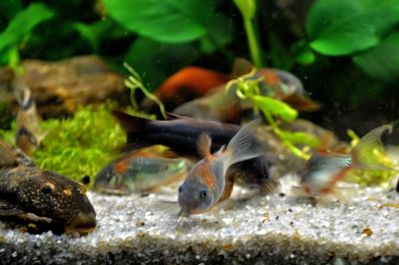 /images/product_images/info_images/fish/somik-oranzh-venesujela---corydoras-venezuelanus-orange_4.JPG