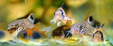 /images/product_images/info_images/fish/somik-oranzh-venesujela---corydoras-venezuelanus-orange_5.JPG