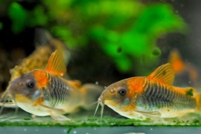 /images/product_images/info_images/fish/somik-oranzh-venesujela---corydoras-venezuelanus-orange_6.JPG