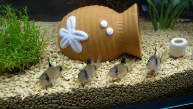 /images/product_images/info_images/fish/somik-panda---corydoras-panda_2.jpg