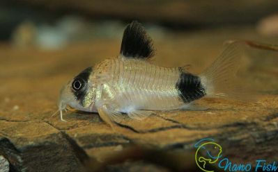 /images/product_images/info_images/fish/somik-panda---corydoras-panda_4.jpg