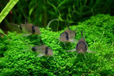 /images/product_images/info_images/fish/somik-panda---corydoras-panda_5.jpg