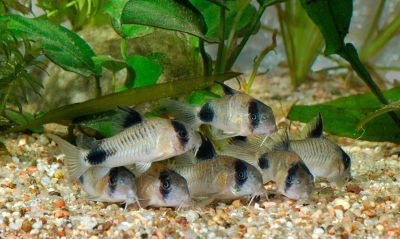 /images/product_images/info_images/fish/somik-panda---corydoras-panda_6.jpg