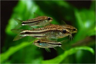 /images/product_images/info_images/fish/somik-pigmej-corydoras-pygmaeus_2.jpg