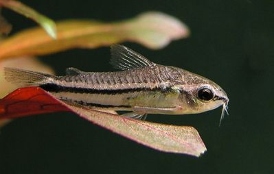 /images/product_images/info_images/fish/somik-pigmej-corydoras-pygmaeus_5.jpg