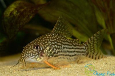 Сомик Штерба - Corydoras Sterbai