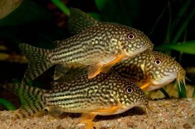 /images/product_images/info_images/fish/somik-shterba---corydoras-sterbai_1.jpg