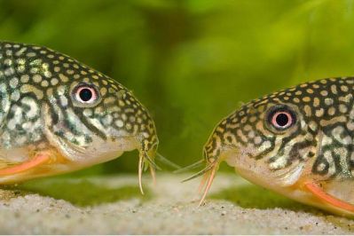 /images/product_images/info_images/fish/somik-shterba---corydoras-sterbai_2.jpg