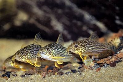 /images/product_images/info_images/fish/somik-shterba---corydoras-sterbai_3.jpg