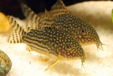 /images/product_images/info_images/fish/somik-shterba---corydoras-sterbai_5.jpg