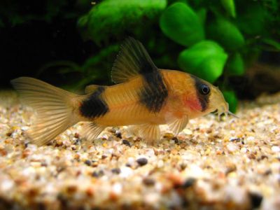 Сомик Вейцмана - Corydoras weitzmani