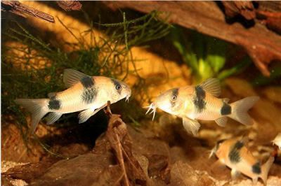 /images/product_images/info_images/fish/somik-vejcmana---corydoras-weitzmani_1.jpg