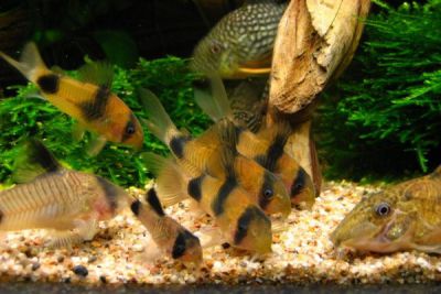 /images/product_images/info_images/fish/somik-vejcmana---corydoras-weitzmani_2.jpg