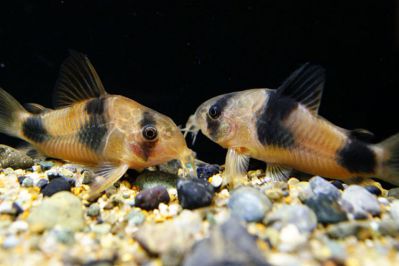 /images/product_images/info_images/fish/somik-vejcmana---corydoras-weitzmani_3.jpg