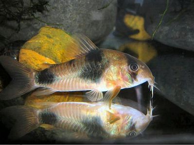 /images/product_images/info_images/fish/somik-vejcmana---corydoras-weitzmani_4.jpg