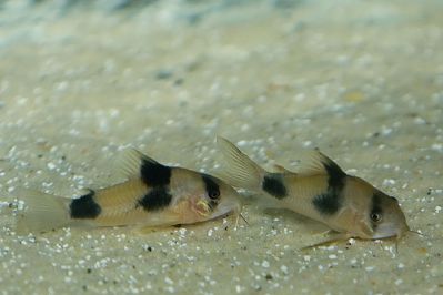 /images/product_images/info_images/fish/somik-vejcmana---corydoras-weitzmani_5.jpg