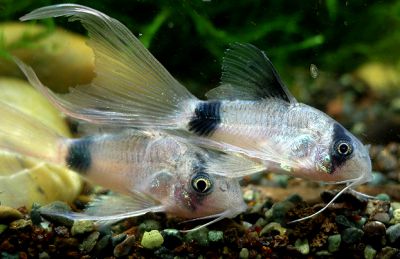 Сомик Вуалевая Панда - Corydoras panda LongFin