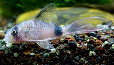 /images/product_images/info_images/fish/somik-vualevaja-panda---corydoras-panda-longfin_2.png