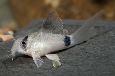 /images/product_images/info_images/fish/somik-vualevaja-panda---corydoras-panda-longfin_3.jpg