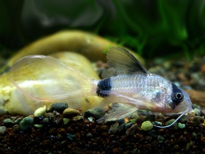 /images/product_images/info_images/fish/somik-vualevaja-panda---corydoras-panda-longfin_4.jpg