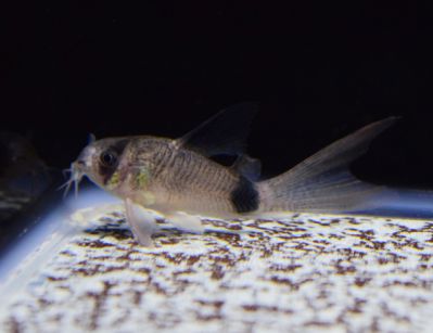 /images/product_images/info_images/fish/somik-vualevaja-panda---corydoras-panda-longfin_5.jpg