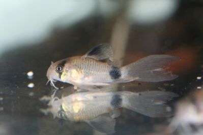 /images/product_images/info_images/fish/somik-vualevaja-panda---corydoras-panda-longfin_6.JPG