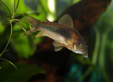 /images/product_images/info_images/fish/somik-zolotistyj---corydoras-aeneus_1.jpg