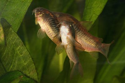 /images/product_images/info_images/fish/somik-zolotistyj---corydoras-aeneus_4.jpg