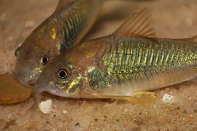 /images/product_images/info_images/fish/somik-zolotistyj---corydoras-aeneus_5.jpg