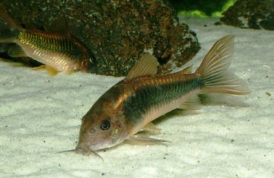 /images/product_images/info_images/fish/somik-zolotistyj---corydoras-aeneus_6.JPG