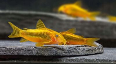 /images/product_images/info_images/fish/somik-zolotoj-lazer---corydoras-gold-laser-_1.jpg