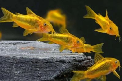 /images/product_images/info_images/fish/somik-zolotoj-lazer---corydoras-gold-laser-_2.jpg