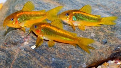 /images/product_images/info_images/fish/somik-zolotoj-lazer---corydoras-gold-laser-_3.jpg