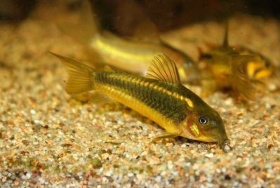 /images/product_images/info_images/fish/somik-zolotoj-lazer---corydoras-gold-laser-_4.jpg