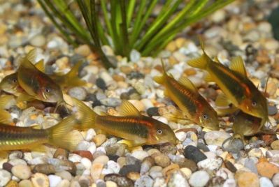 /images/product_images/info_images/fish/somik-zolotoj-lazer---corydoras-gold-laser-_5.jpg